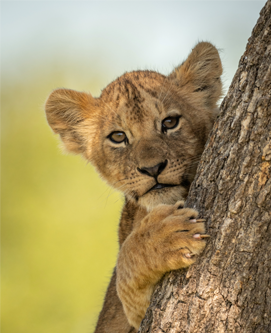 Akshar Tours and Safaris