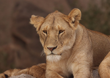 Akshar Tours and Safaris