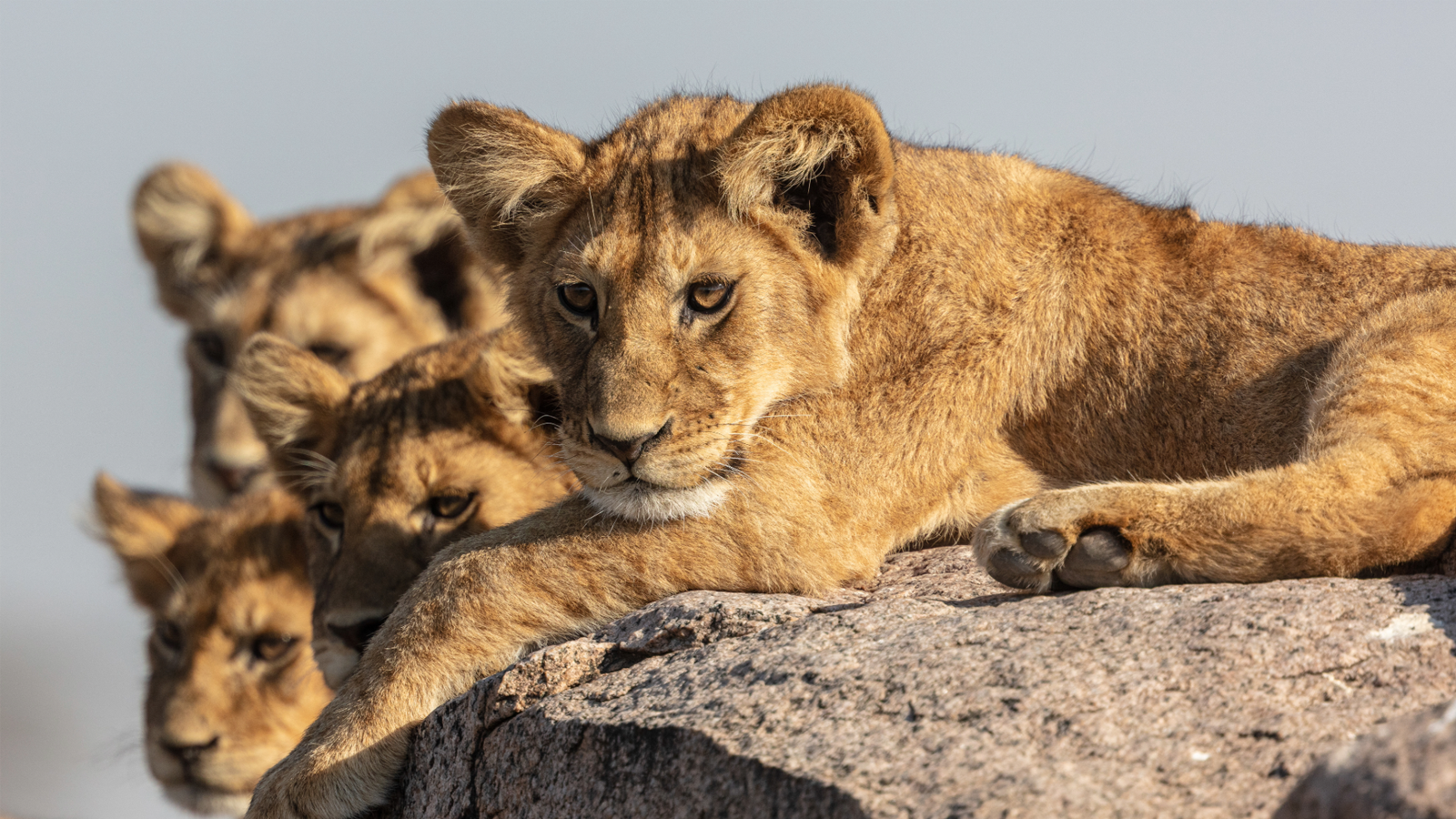 Akshar Tours and Safaris