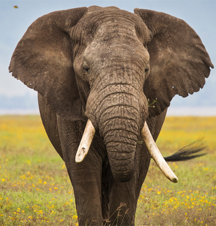 Akshar Tours and Safaris