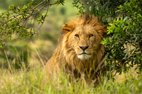 Akshar Tours and Safaris