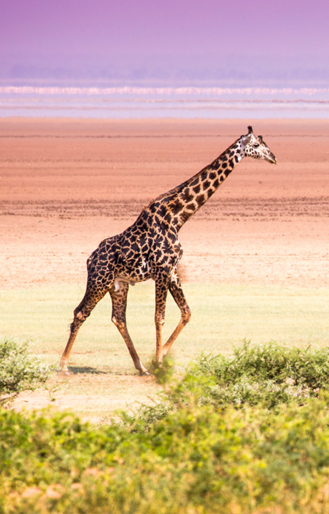Akshar Tours and Safaris