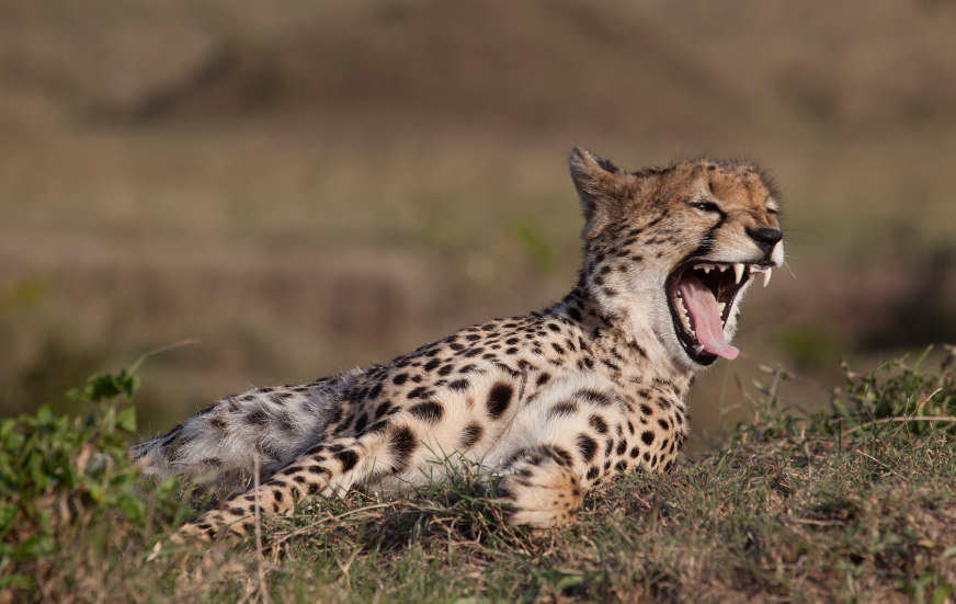 Akshar Tours and Safaris