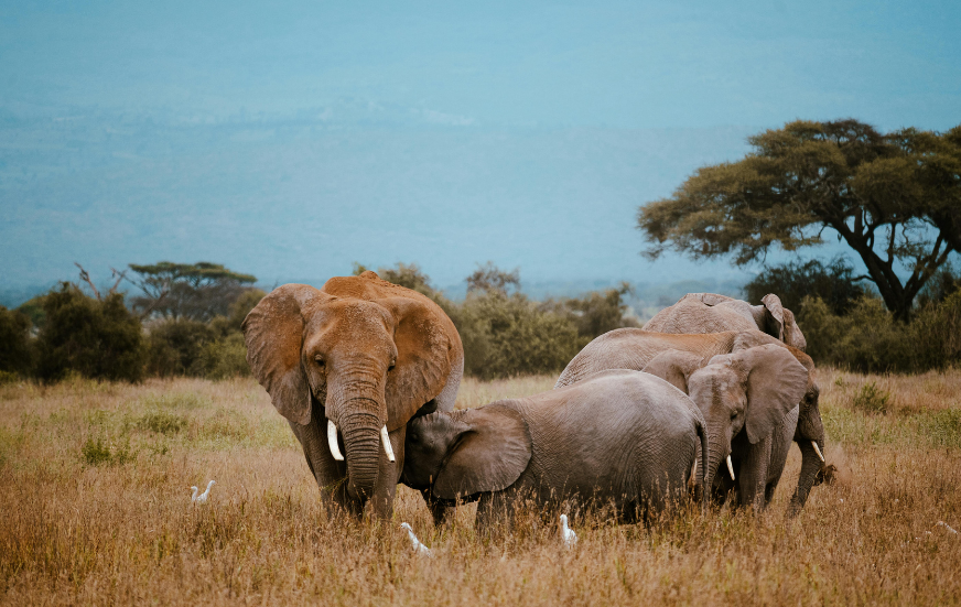 Akshar Tours and Safaris