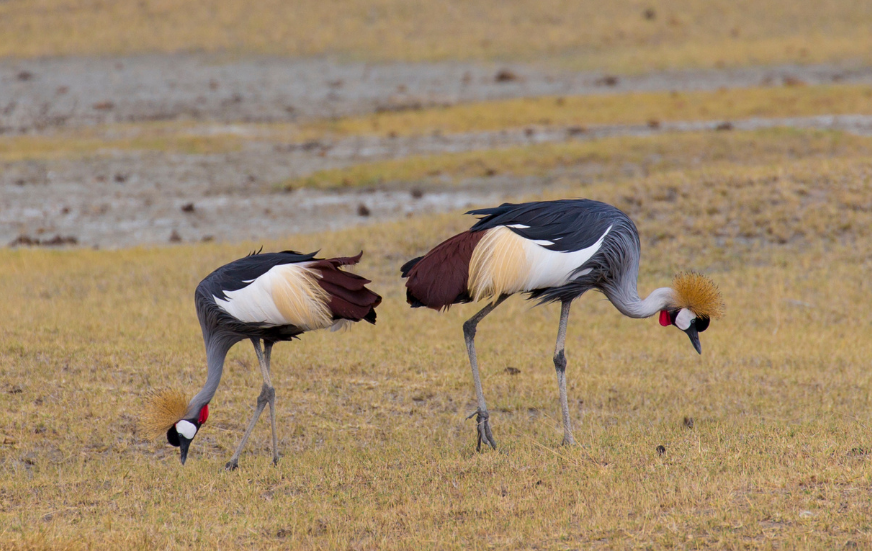Akshar Tours and Safaris