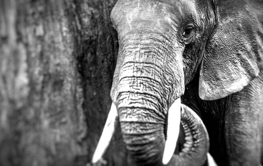 Akshar Tours and Safaris