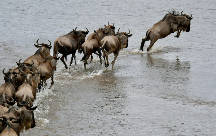 Akshar Tours and Safaris