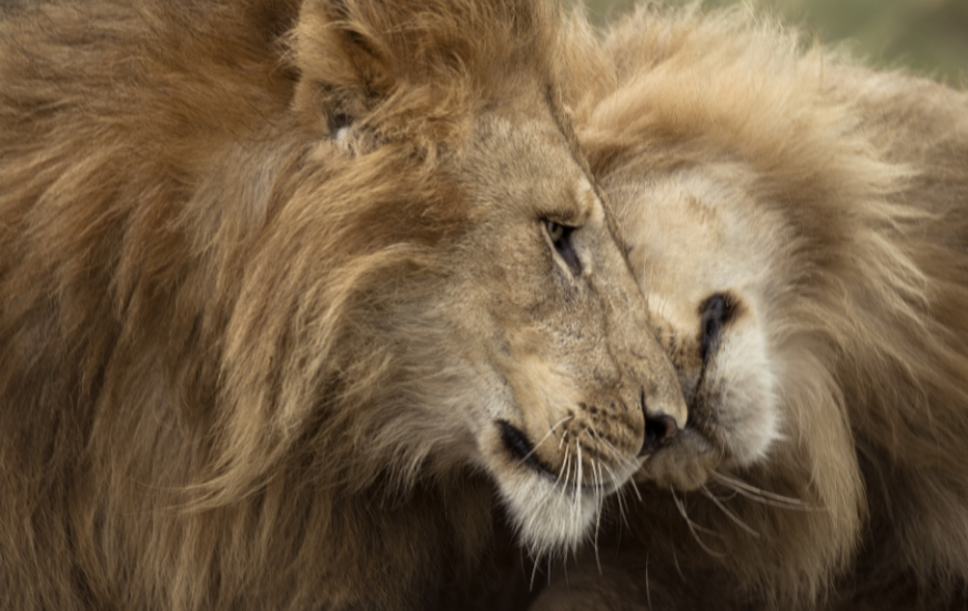 Akshar Tours and Safaris