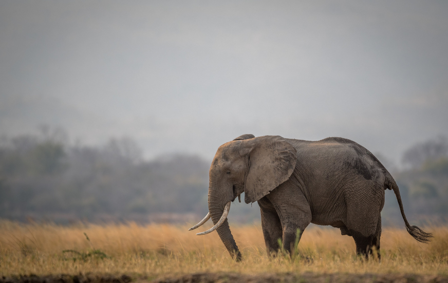 Akshar Tours and Safaris