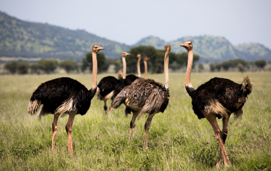 Akshar Tours and Safaris