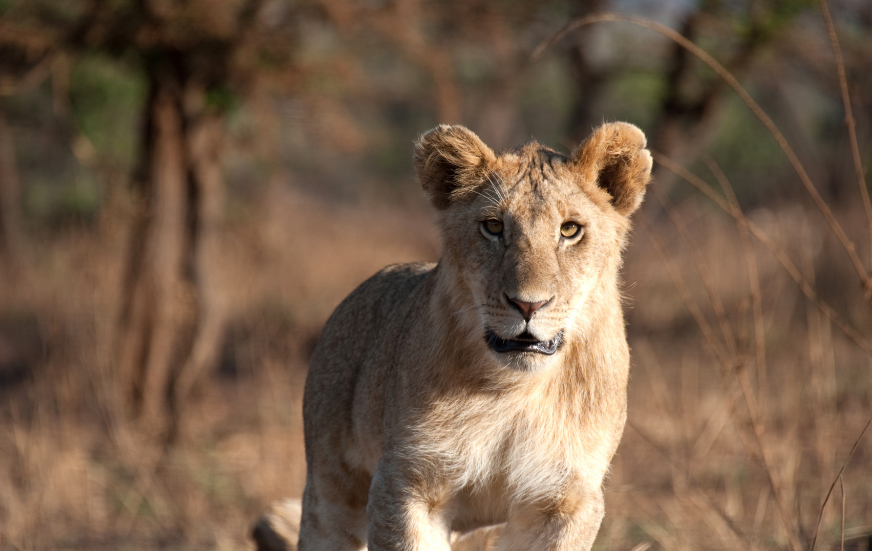 Akshar Tours and Safaris