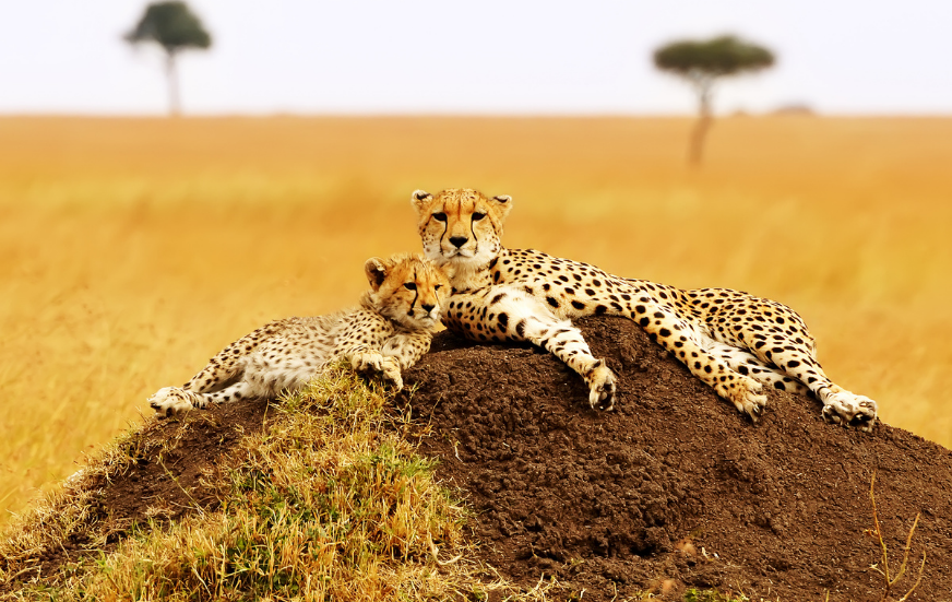 Akshar Tours and Safaris