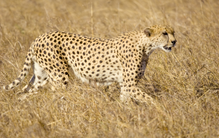 Akshar Tours and Safaris