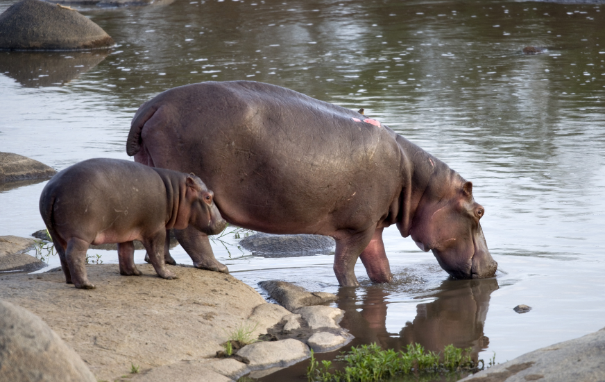 Akshar Tours and Safaris