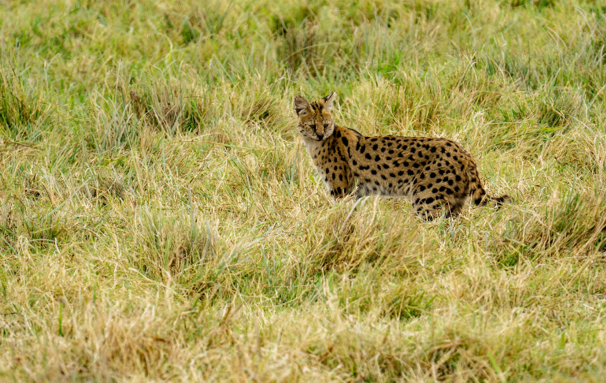 Akshar Tours and Safaris