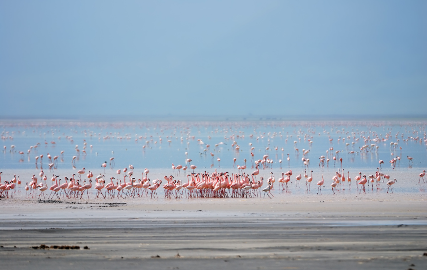 Akshar Tours and Safaris