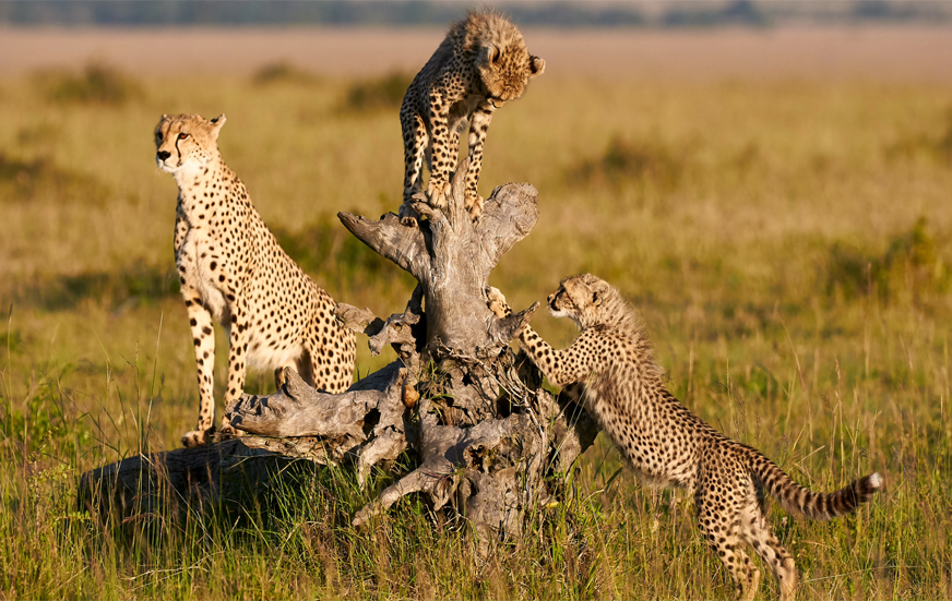 Akshar Tours and Safaris
