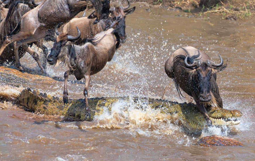 Akshar Tours and Safaris