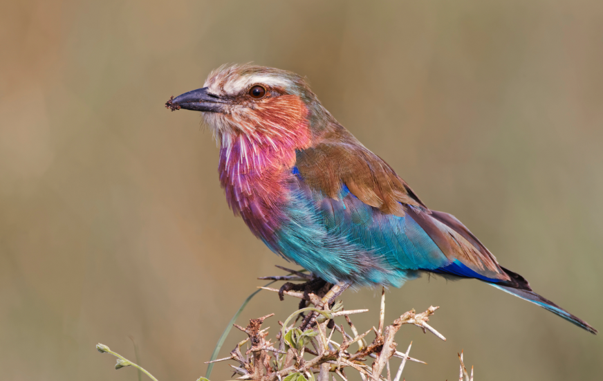 Akshar Tours and Safaris
