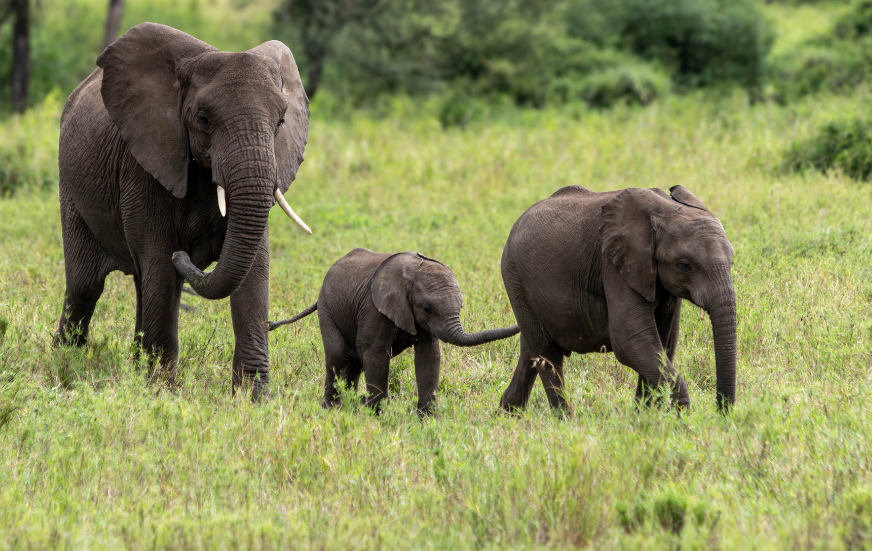 Akshar Tours and Safaris