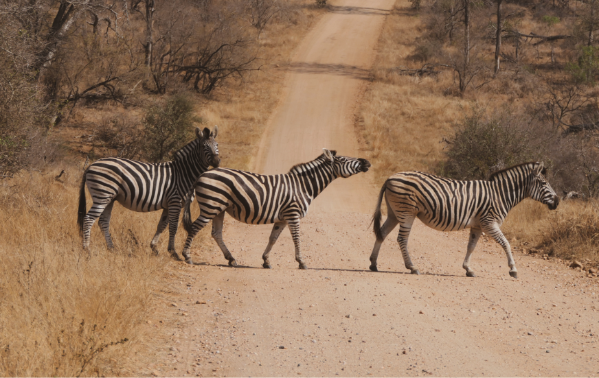 Akshar Tours and Safaris