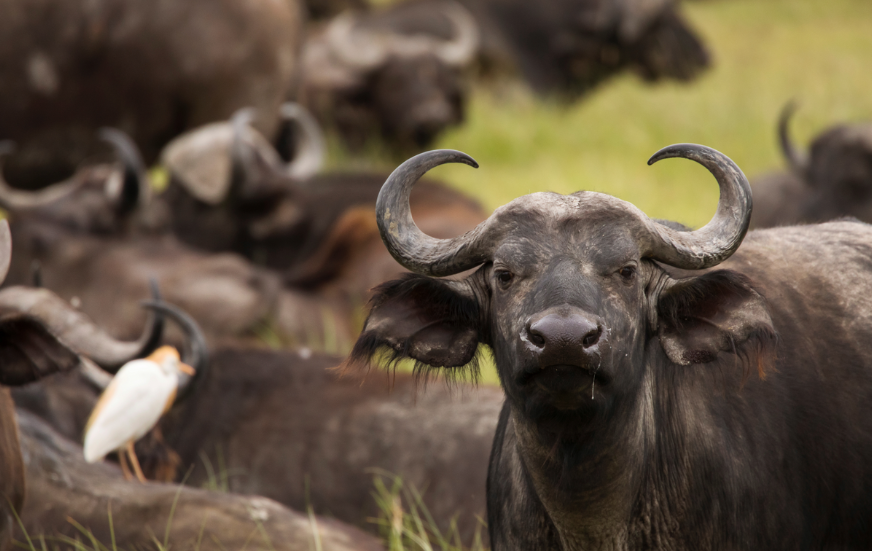 Akshar Tours and Safaris