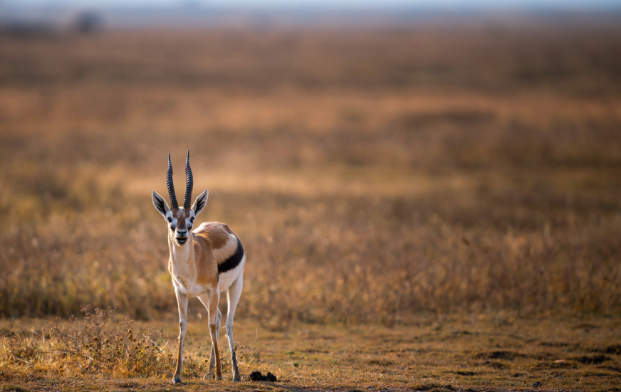 Akshar Tours and Safaris