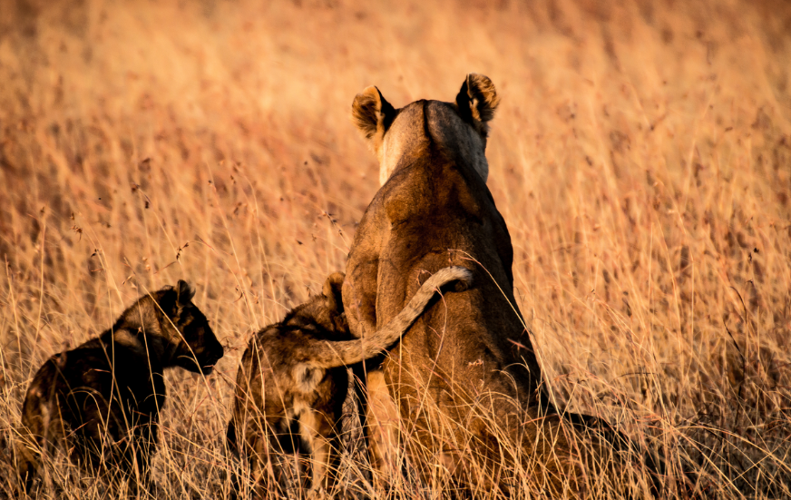 Akshar Tours and Safaris