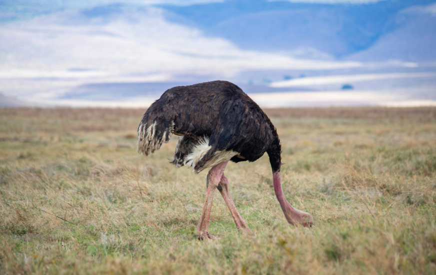 Akshar Tours and Safaris