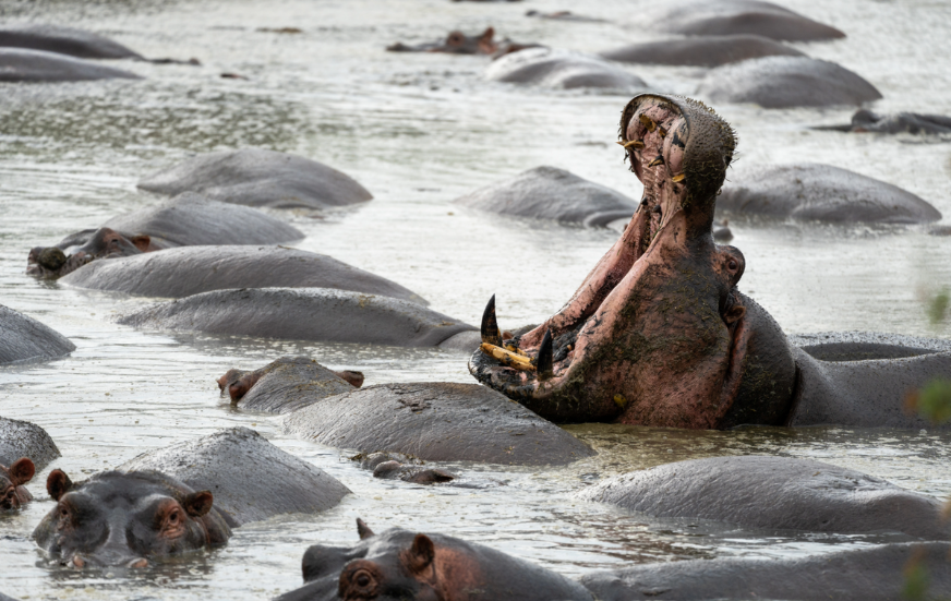 Akshar Tours and Safaris