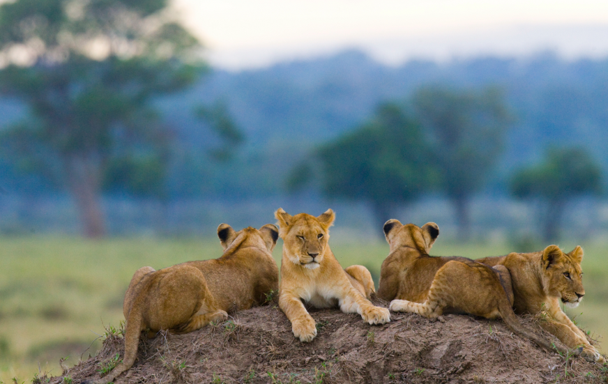 Akshar Tours and Safaris