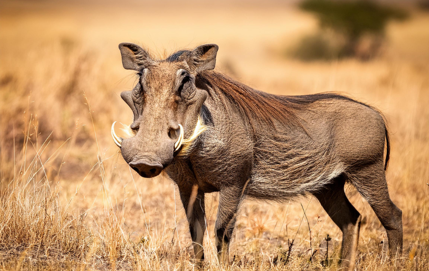 Akshar Tours and Safaris