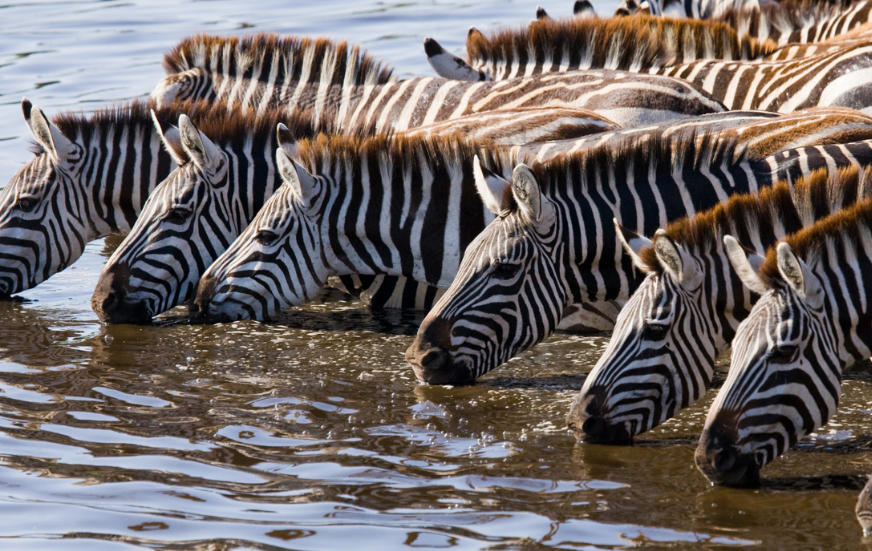 Akshar Tours and Safaris