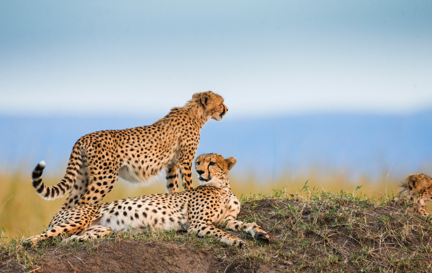 Akshar Tours and Safaris