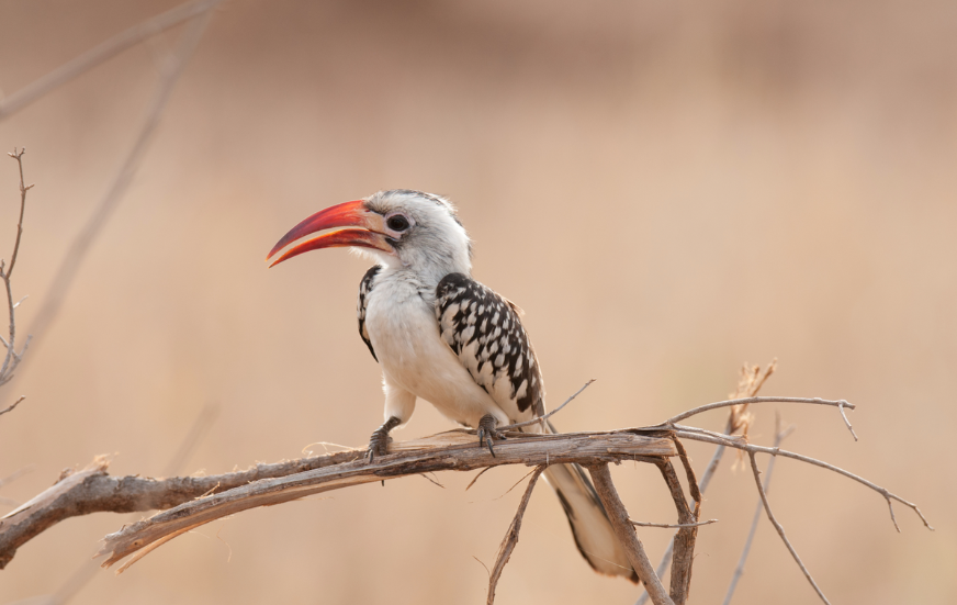 Akshar Tours and Safaris
