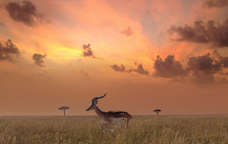 Akshar Tours and Safaris