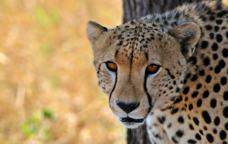 Akshar Tours and Safaris