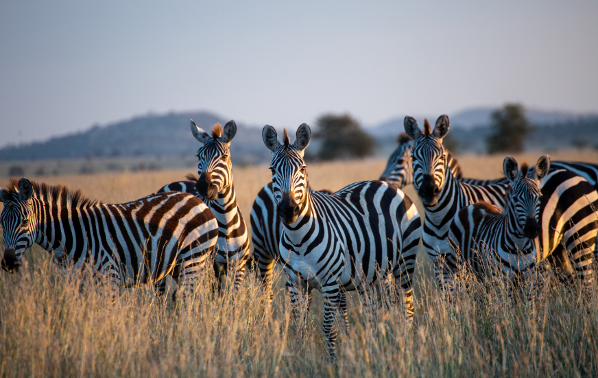 Akshar Tours and Safaris