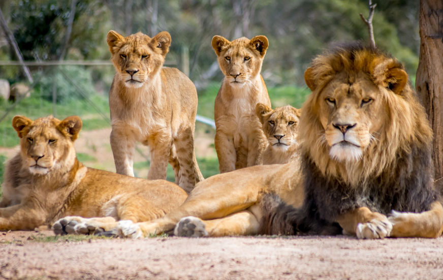 Akshar Tours and Safaris