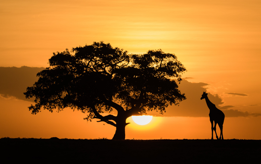 Akshar Tours and Safaris