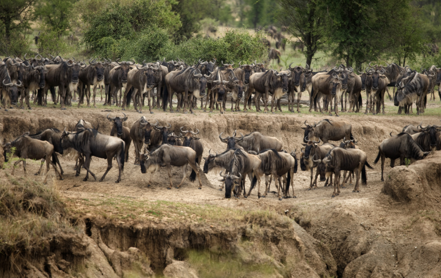Akshar Tours and Safaris
