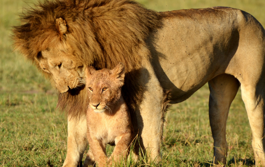 Akshar Tours and Safaris