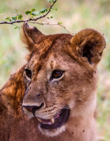 Akshar Tours and Safaris