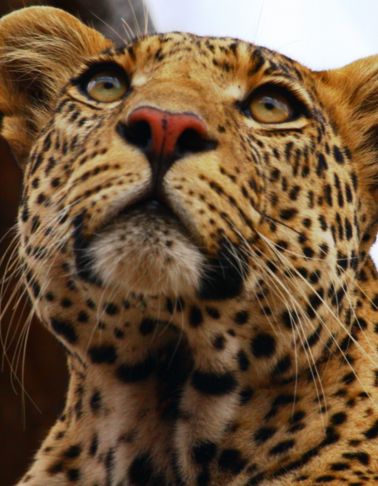 Akshar Tours and Safaris