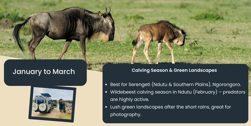 Akshar Tours and Safaris
