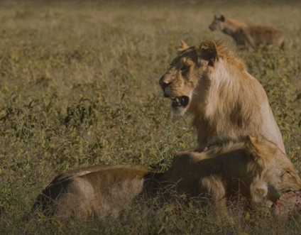 Akshar Tours and Safaris