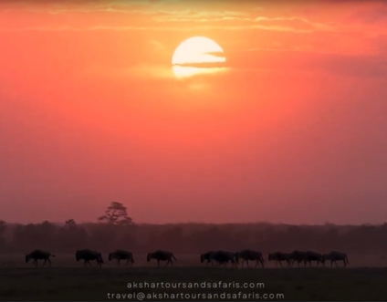 Akshar Tours and Safaris